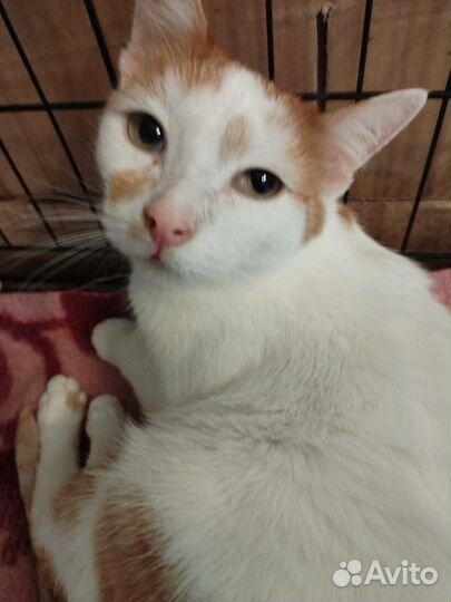 Нежный Максик