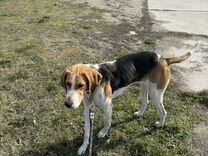 Найдена собака русская гончая охотник пегая