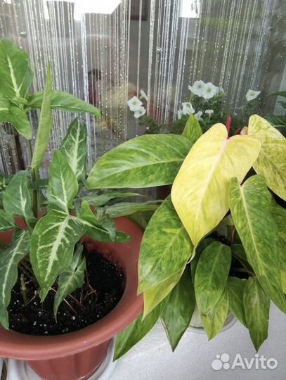 Филодендрон