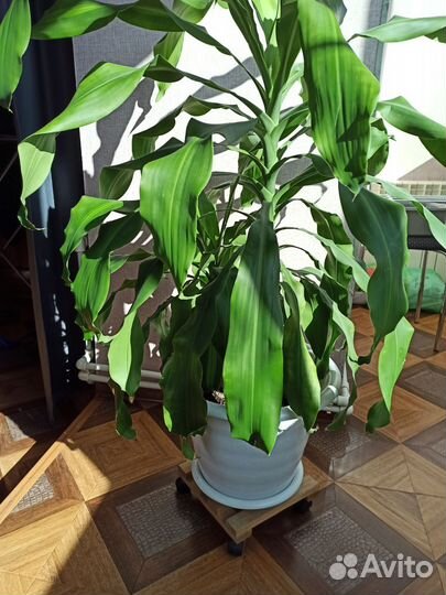 Замиокулькас, юкка, драцена и фикус