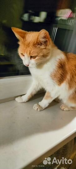 Милая Лизонька ищет свою семью