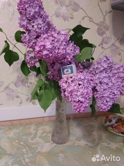 Сирень крупные кисти