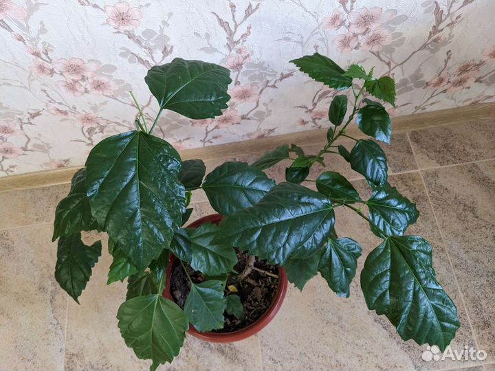 Гибискус китайская роза