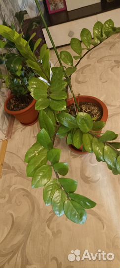 Замиокулькас