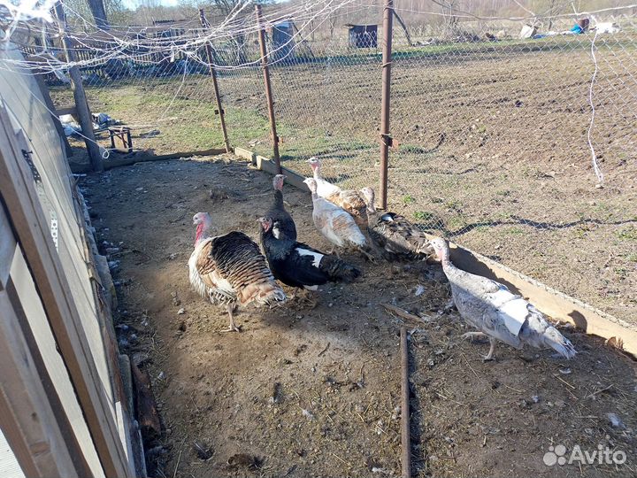 Инкубационое яйцо индейки, индюшата под заказ