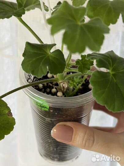 Пеларгония ив-Королева Бирмы