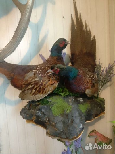 Чучела разные