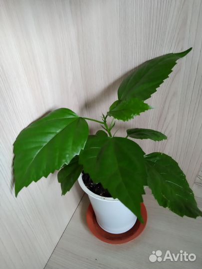 Граптофиллум