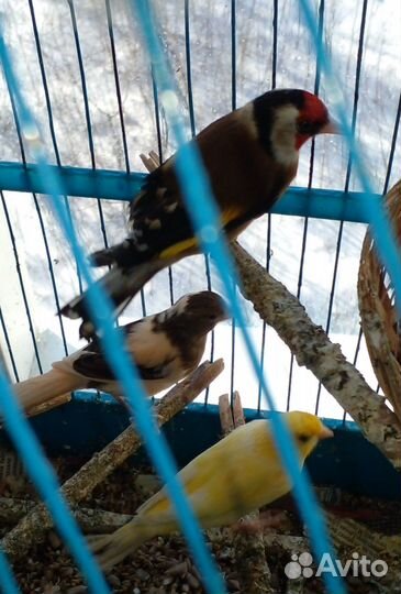 Кенар и кенарки