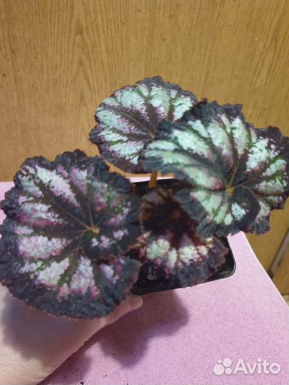 Бегонии Королевские и филодендрон Бурле Макс