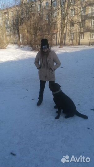 Выгул собак и передержка. Колпино