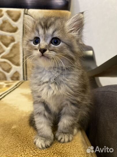 Котята