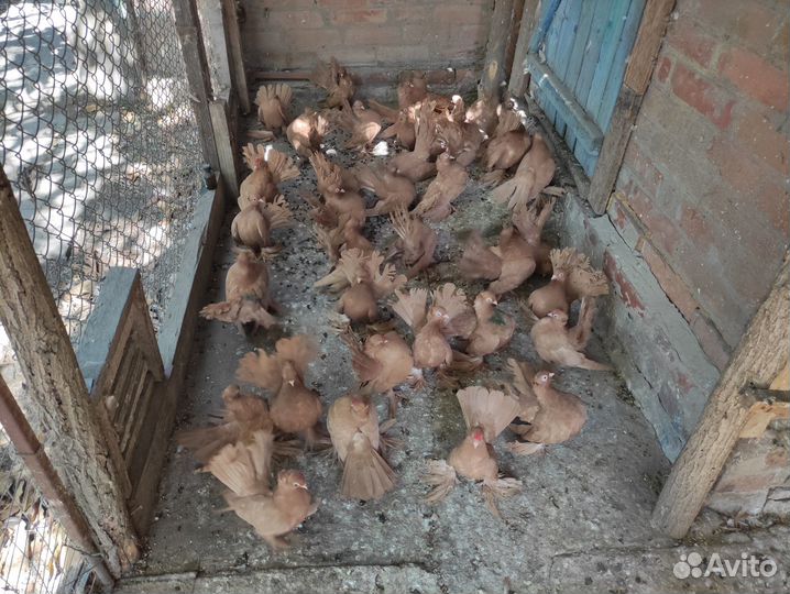 Продажа статных голубей