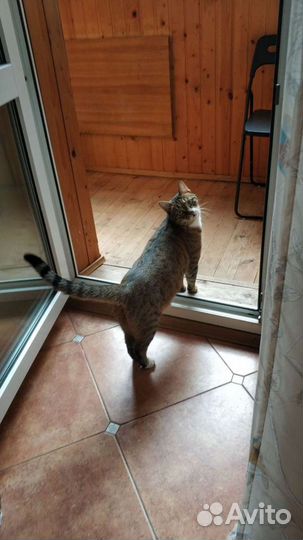 Котоконтроль/Няня к животным/Зооняня