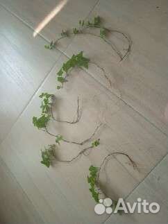 Плющ - комнатное растение