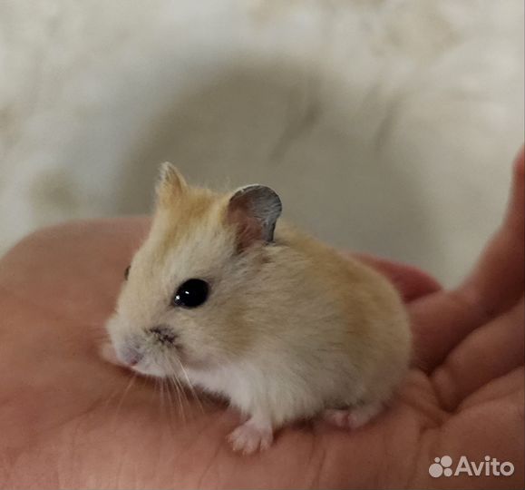 Джунгарские хомячки