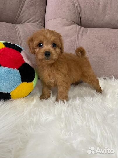 Щенки мальтипу