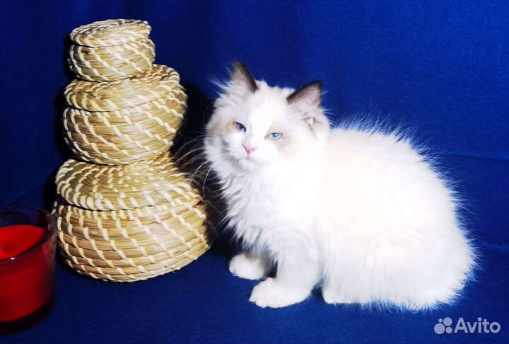 Котёнок Рэгдолл