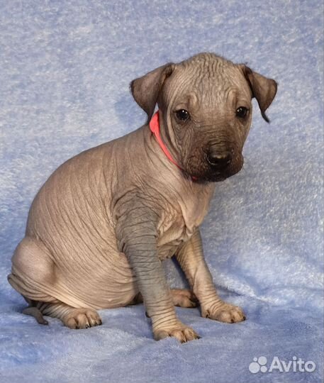 Ксолоитцкуинтли стандарт