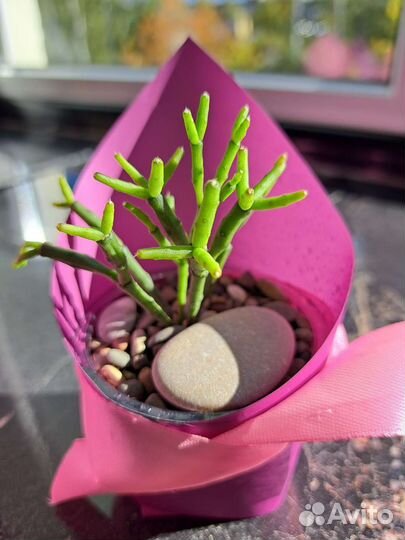 Суккуленты, кактусы