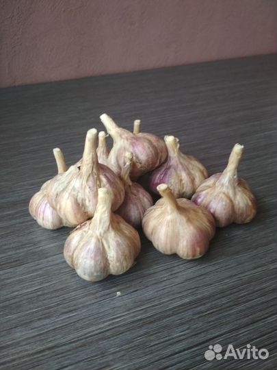 Озимый чеснок