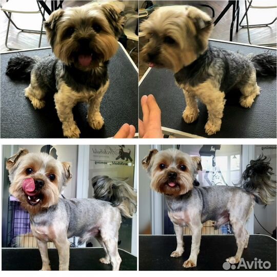 Груминг/стрижка собак и кошек