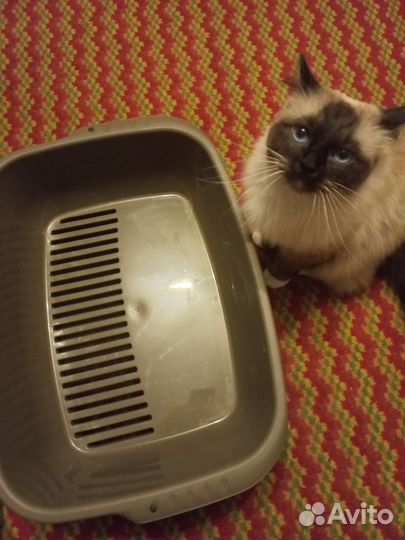 Лоток, переноска, фонтан с фильтрами