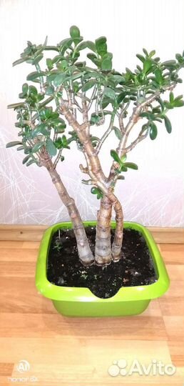 Денежное дерево толстянка крассула