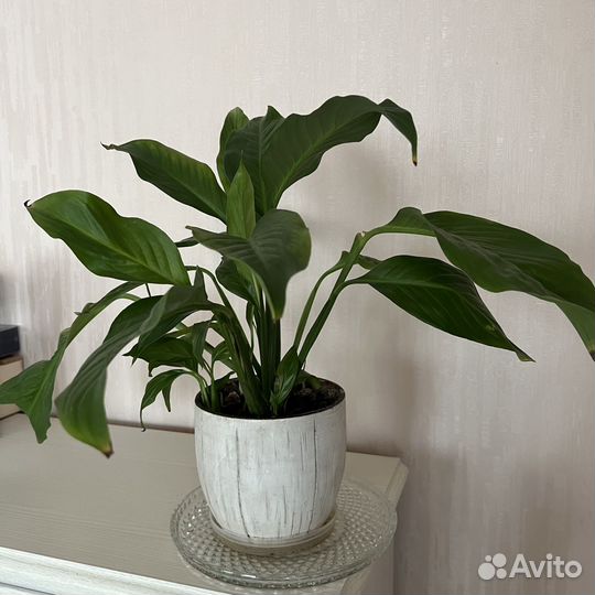 Спатифиллум