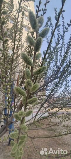 Саженцы верба. Закрытая корневая система