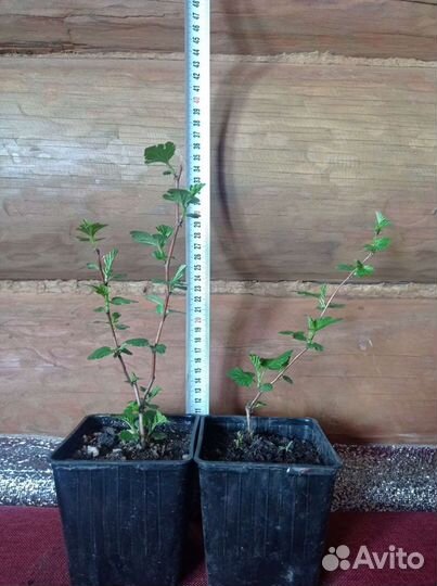 Пузыреплодник калинолистный