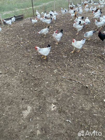 Молодые петушки