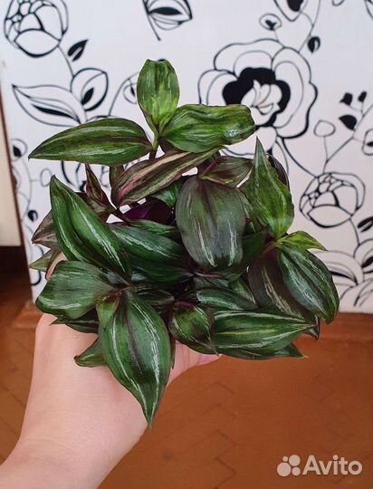 Сортовые Традесканции, Каллизии