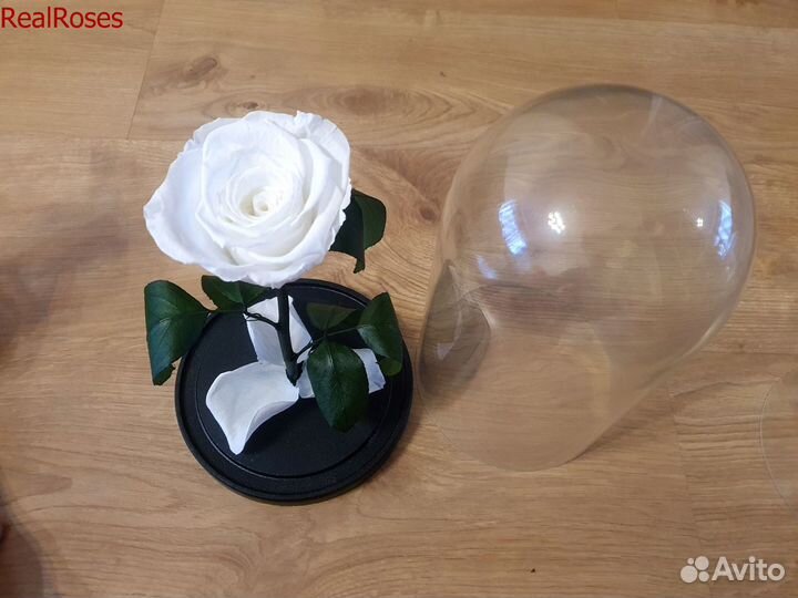 Роза в колбе