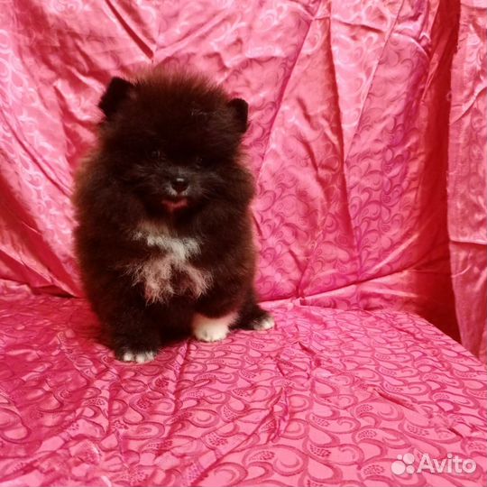 Померанский шпиц