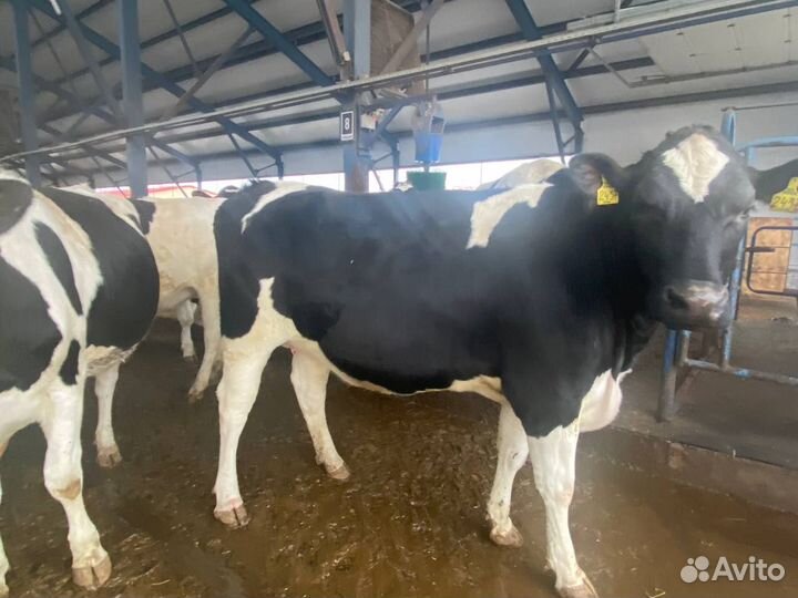 Нетели племенные Голштинская порода