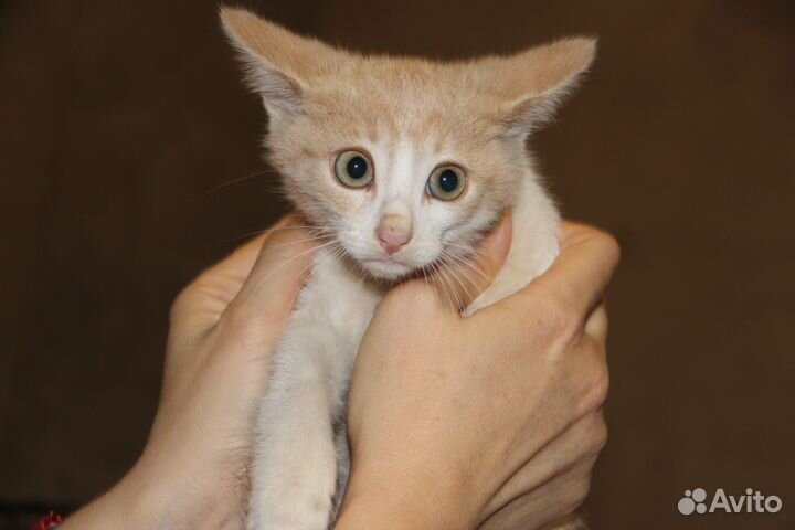 Котенок