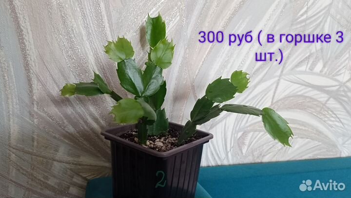 Декабрист или Шлюмбергера (Не Рипсалидопсис )