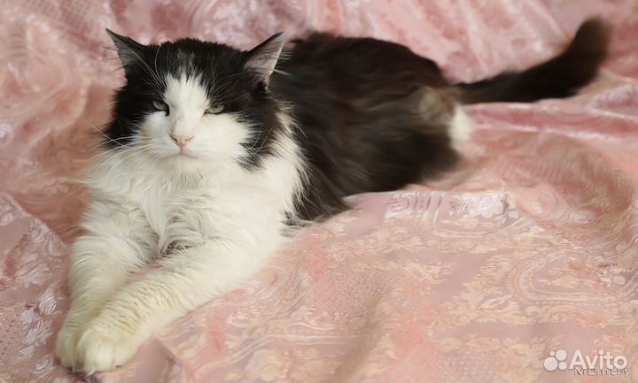 Маркиз в дар