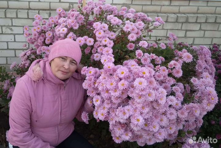 Хризантемы кустовые