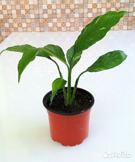 Спатифиллум вариегатный