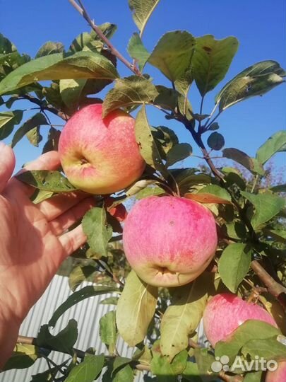 Плодовые деревья