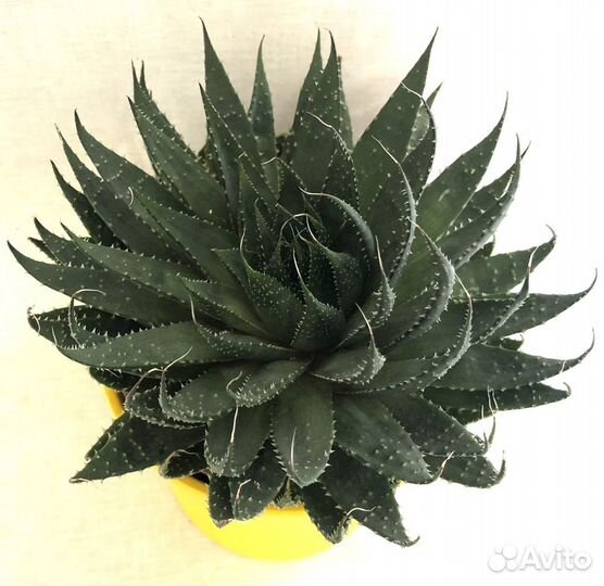 Aloe aristata, Седум Буритто