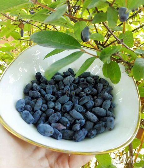 Ягоды смородины, крыжовника и жимолости