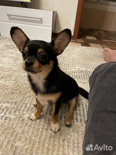 Чихуахуа кабель для вязки