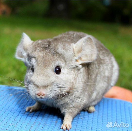 Цветные малыши