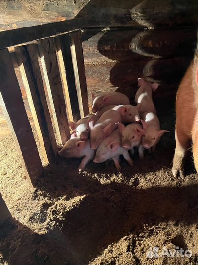 Поросята