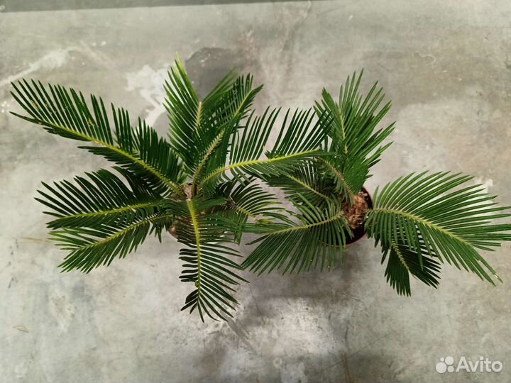 Цикас революта