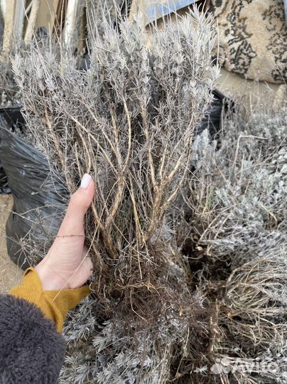 Лаванда саженцы