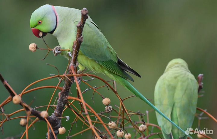 Ожереловый попугай
